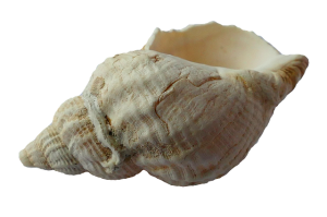 Seashell PNG-37154